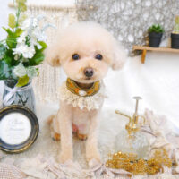 【池下店】2023年6月1日のワンちゃん達♪