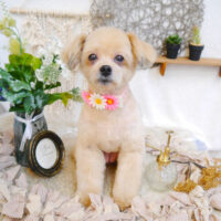 【池下店】2023年6月3日のワンちゃん達♪