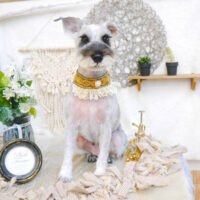 【池下店】2023年6月4日のワンちゃん達♪