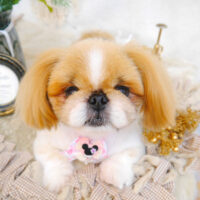 【池下店】2023年6月5日のワンちゃん達♪