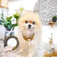 【池下店】2023年6月8日のワンちゃん達♪