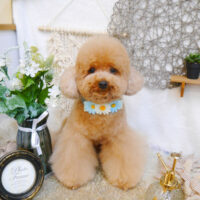 【池下店】2023年6月9日のワンちゃん達♪