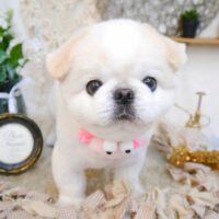 【池下店】2023年6月10日のワンちゃん達♪