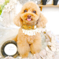 【池下店】2023年6月11日のワンちゃん達♪