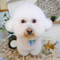 【池下店】2023年6月12日のワンちゃん達♪