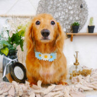 【池下店】2023年6月16日のワンちゃん達♪