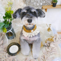 【池下店】2023年6月17日のワンちゃん達♪