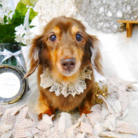 【池下店】2023年6月18日のワンちゃん達♪