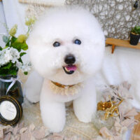 【池下店】2023年6月19日のワンちゃん達♪