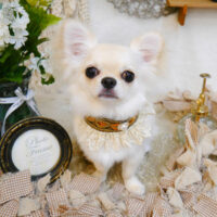 【池下店】2023年6月22日のワンちゃん達♪