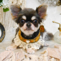 【池下店】2023年6月23日のワンちゃん達♪