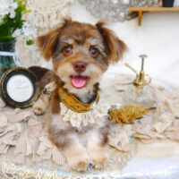 【池下店】2023年6月24日のワンちゃん達♪