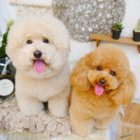 【池下店】2023年6月25日のワンちゃん達♪