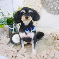 【池下店】2023年6月26日のワンちゃん達♪