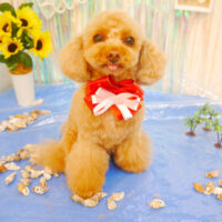 【池下店】2023年6月28日のワンちゃん達♪