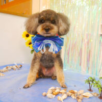 【池下店】2023年6月29日のワンちゃん達♪