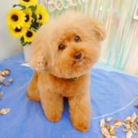 【池下店】2023年6月30日のワンちゃん達♪