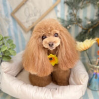 【本店】2023年7月29日のワンちゃん達♪