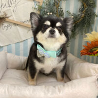 【本店】2023年7月20日のワンちゃん達♪