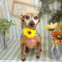 【本店】2023年7月23日のワンちゃん達♪