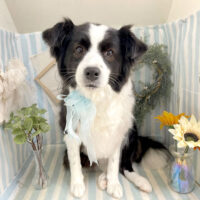 【本店】2023年7月27日のワンちゃん達♪