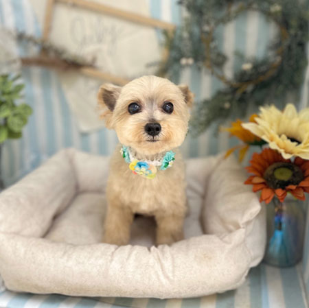 【本店】2023年7月3日のワンちゃん達♪