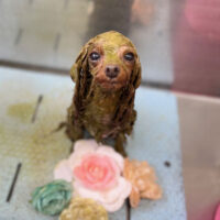 【本店】2023年7月8日のワンちゃん達♪