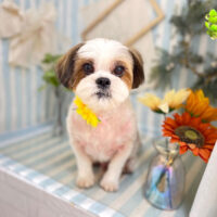 【本店】2023年7月28日のワンちゃん達♪