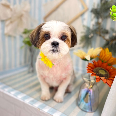 【本店】2023年7月28日のワンちゃん達♪