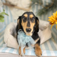 【本店】2023年7月1日のワンちゃん達♪