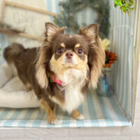 【本店】2023年7月6日のワンちゃん達♪