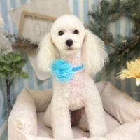 【本店】2023年7月7日のワンちゃん達♪