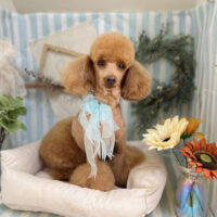 【本店】2023年7月9日のワンちゃん達♪