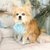 【本店】2023年7月10日のワンちゃん達♪