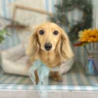 【本店】2023年7月14日のワンちゃん達♪