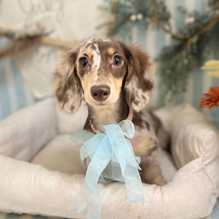 【本店】2023年7月21日のワンちゃん達♪