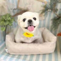 【本店】2023年7月22日のワンちゃん達♪