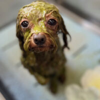 【本店】2023年7月24日のワンちゃん達♪