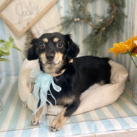 【本店】2023年7月26日のワンちゃん達♪