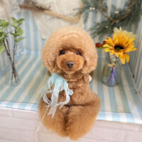 【本店】2023年7月2日のワンちゃん達♪