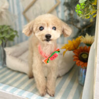 【本店】2023年7月30日のワンちゃん達♪