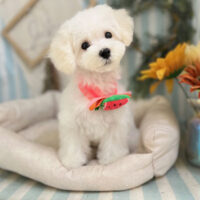 【本店】2023年7月31日のワンちゃん達♪