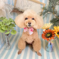 【本店】2023年7月13日のワンちゃん達♪