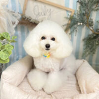 【本店】2023年7月15日のワンちゃん達♪