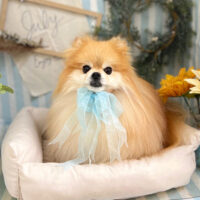 【本店】2023年7月16日のワンちゃん達♪