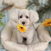 【本店】2023年7月17日のワンちゃん達♪