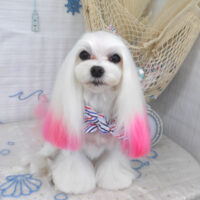 【山手店】2023年7月1日のワンちゃん達♪