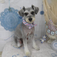 【山手店】2023年7月2日のワンちゃん達♪