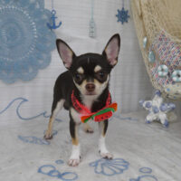 【山手店】2023年7月3日のワンちゃん達♪