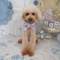 【山手店】2023年7月6日のワンちゃん達♪